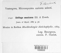 Ustilago mexicana image